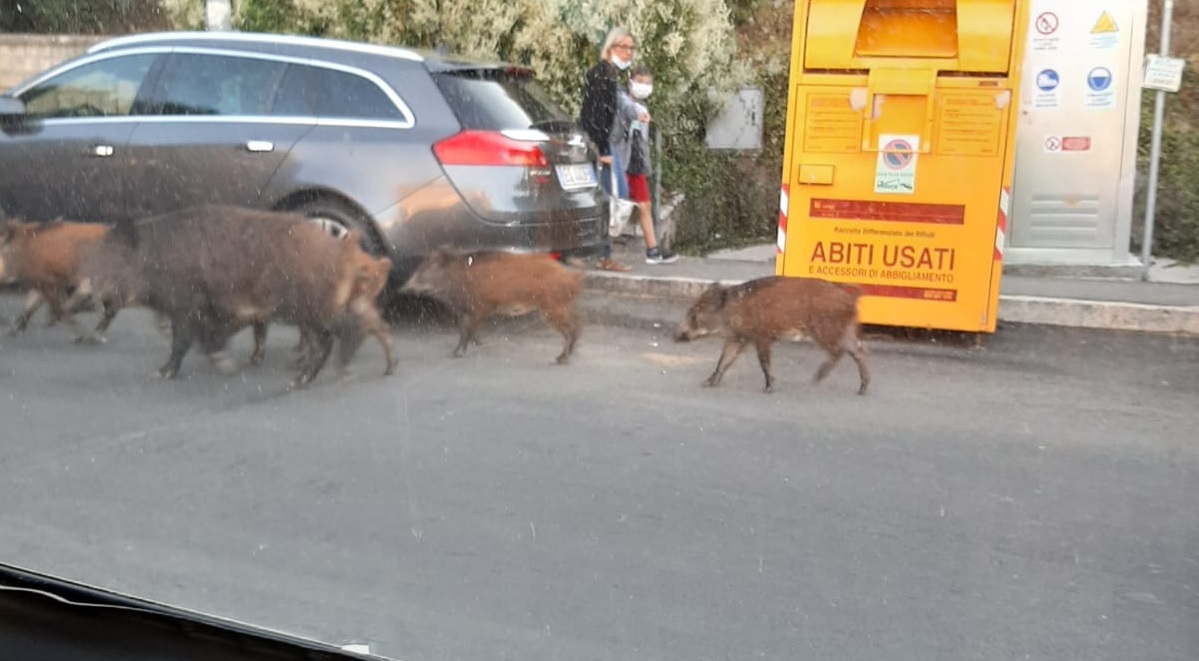 Emergenza cinghiali, a Roma Fratelli d’Italia passa all’attacco: “Presenteremo esposto in Procura”