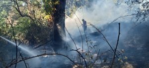 Fronte di fuoco di 700 metri devasta Riserva naturale di Focene: bruciano vegetazione e un fabbricato