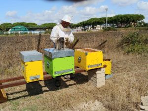 Cardarelli, installato un piccolo apiario didattico