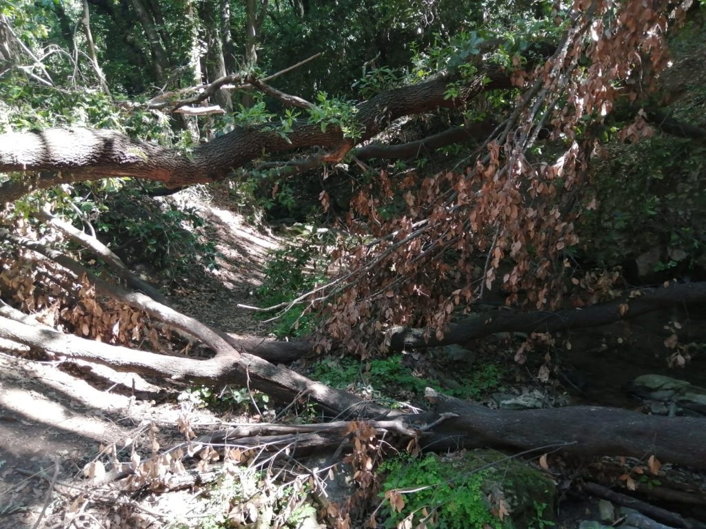 Cerveteri, domenica a Valcanneto c’è “Bosco in festa”