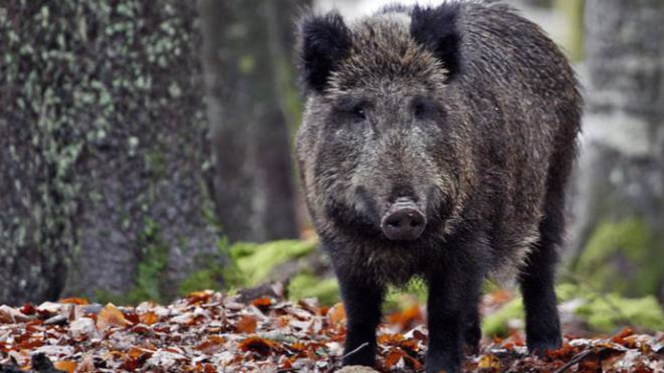 Allarme cinghiali a Viterbo, Confagricoltura: “Necessario intervento immediato della Regione”