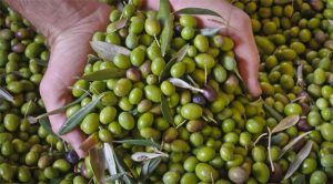 Al via la raccolta delle olive, Confagricoltura: “Promuovere campagna di sensibilizzazione”