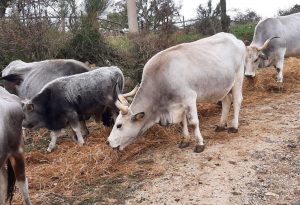 Università Agraria di Allumiere: l’azienda zootecnica
 


fiore all’occhiello dell’ente collinare