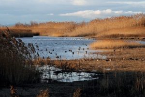 Tartaruga e uccelli
 


morti a Torre Flavia