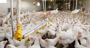 Agroalimentare, la produzione sostenibile rilanciata il Made in Italy