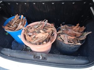 Marcia Alberi Ladispoli 7nov2021 Foto23