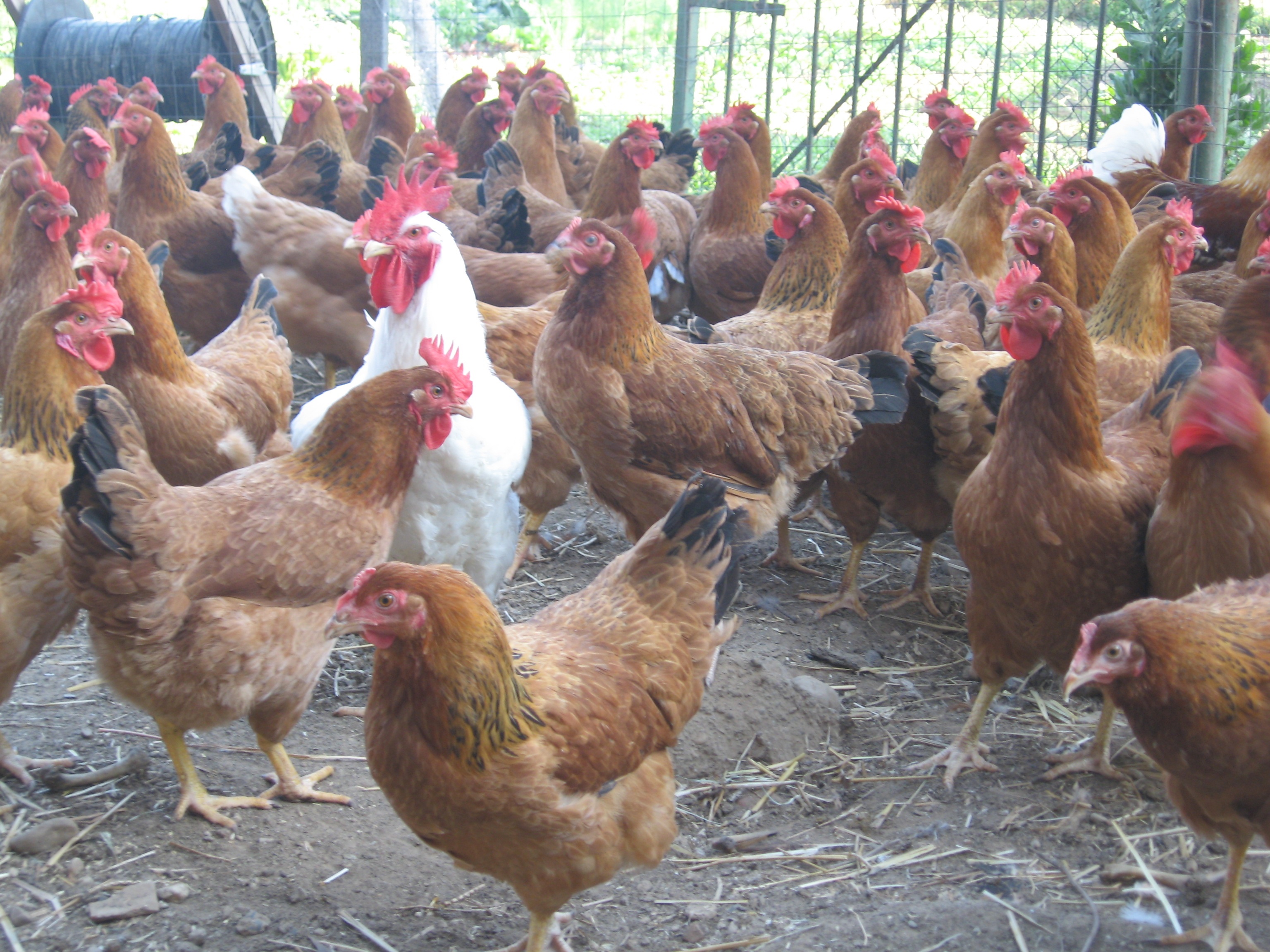 Aviaria, D’Amato: «Situazione sotto controllo»