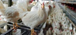 «Aviaria, non ci sono rischi di potenziale trasmissione da animale a uomo»