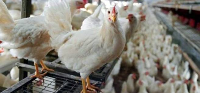 «Nessun rischio potenziale di trasmissione all’uomo»