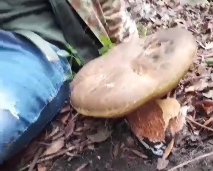 Fungo di quasi due chili trovato a Pian delle Tavole ad Allumiere – VIDEO