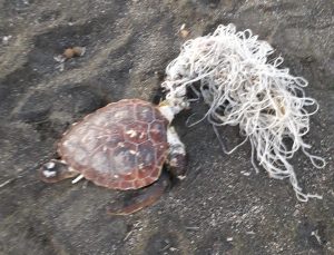 Ladispoli, tartaruga marina trovata morta sulla spiaggia di San Nicola