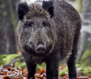 Cinghiali nell’area archeologica, chiusi i porti imperiali di Claudio e Traiano