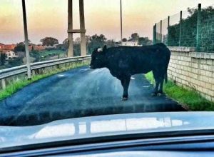 Torna l’allarme tori alle Molacce