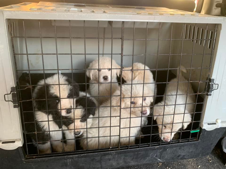 Otto cani, due gatti, un cavallo, trenta volatili da cortile e una capra: tutti in gravissime condizioni igienico sanitarie: maxi sequestro ad Alessandria