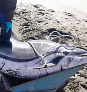 Delfini morti
 


rinvenuti
 


sul litorale