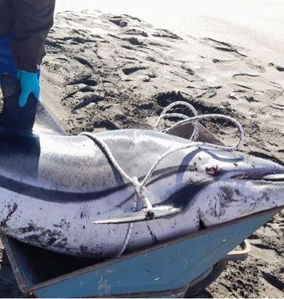 Delfini morti
 


rinvenuti
 


sul litorale