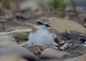 Torre Flavia, torna il divieto
 


d’accesso ai cani: è polemica