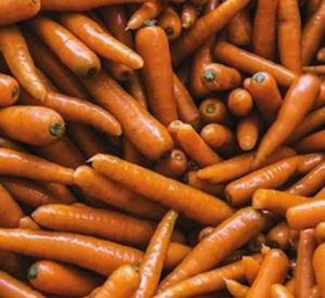 Nasce il Comitato promotore
 


della carota Igp di Maccarese
