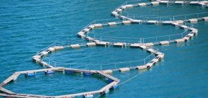 Tarquinia – Il Tar Lazio accoglie il ricorso del sindaco Giulivi, stop alla procedura delle pescicoltura