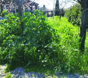 Parco Baden Powell 
 


abbandonato a se stesso:
 


la denuncia dei residenti