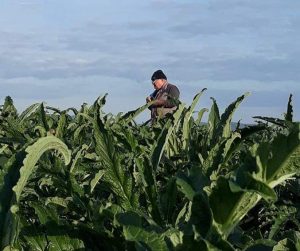 La siccità mette a rischio
 


le aziende agricole