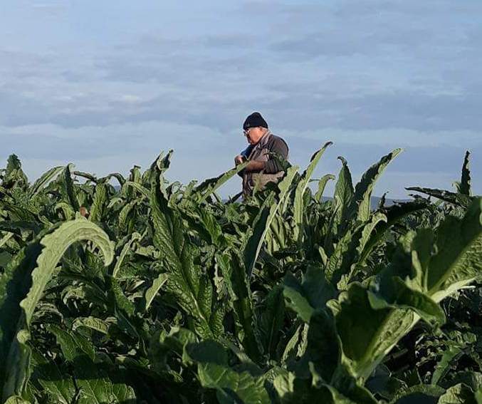 La siccità mette a rischio
 


le aziende agricole