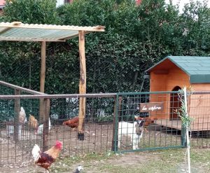 A Maccarese parte
 il corso
 


“Vita di campagna”