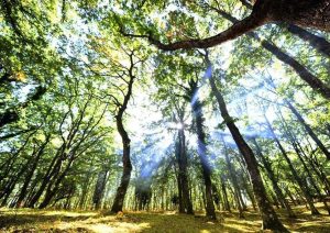 Al Cerreto oltre 3mila alberi
 


grazie al progetto Arbolia