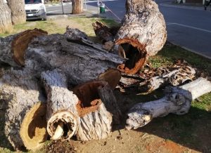 Alberi tagliati: è ancora polemica