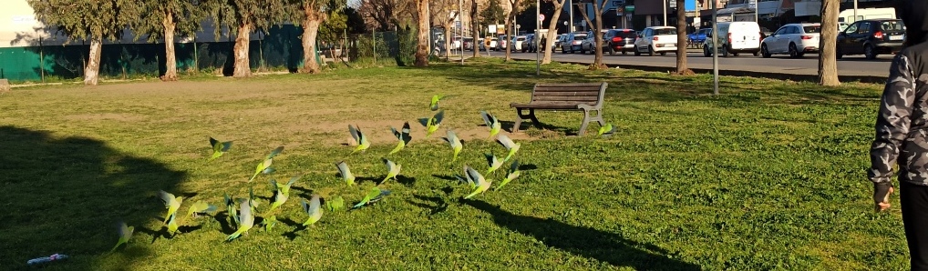 I pappagalli colorano
 


il centro di Ladispoli