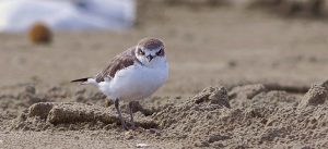 «Jova Party, che ne sarà dei fratini?»