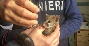 Cucciolo di una rara specie
 


salvato dai carabinieri
 


nell’area cargo dell’aeroporto