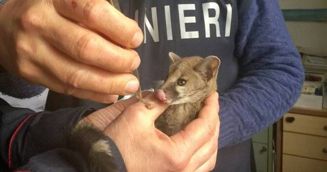 Cucciolo di una rara specie
 


salvato dai carabinieri
 


nell’area cargo dell’aeroporto