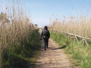Cinghiali a spasso nella Palude,
 


a rischio i nidi degli uccelli