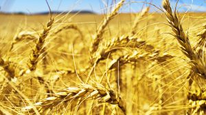 Ucraina: Coldiretti Lazio, + 22% prezzo grano con taglio raccolti