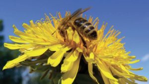 Viterbo – All’Unitus giornata dedicata a conoscere gli insetti impollinatori