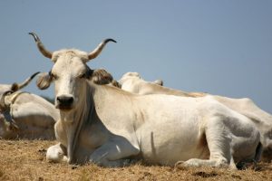 Pastena (FR) – Escursionista incornato da un toro, ricoverato in gravi condizioni