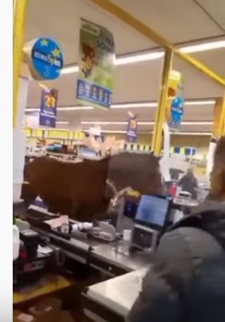 Cavallo entra in un discount e gira indisturbato tra gli scaffali