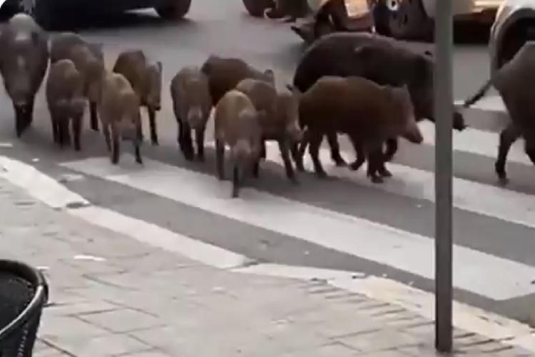 Peste suina – Fini (CIA): “Virus dilaga a Rieti e minaccia centro Italia, aumentare risorse”