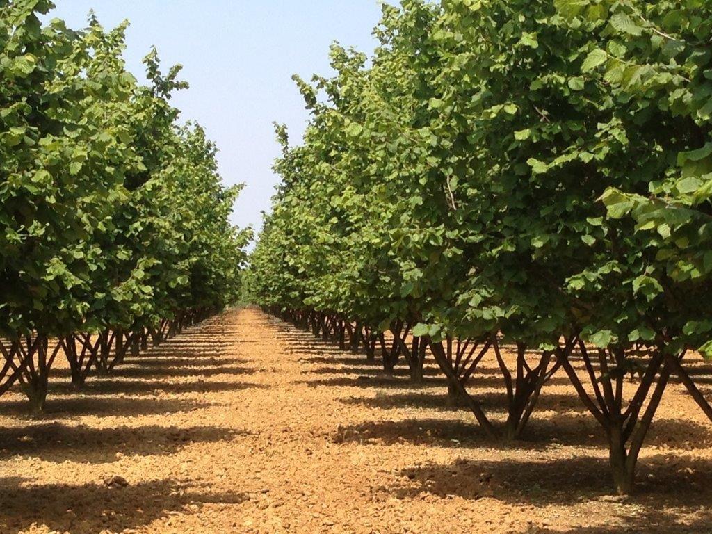 Confagricoltura Viterbo contro attacco di Report a settore corilicolo della Tuscia