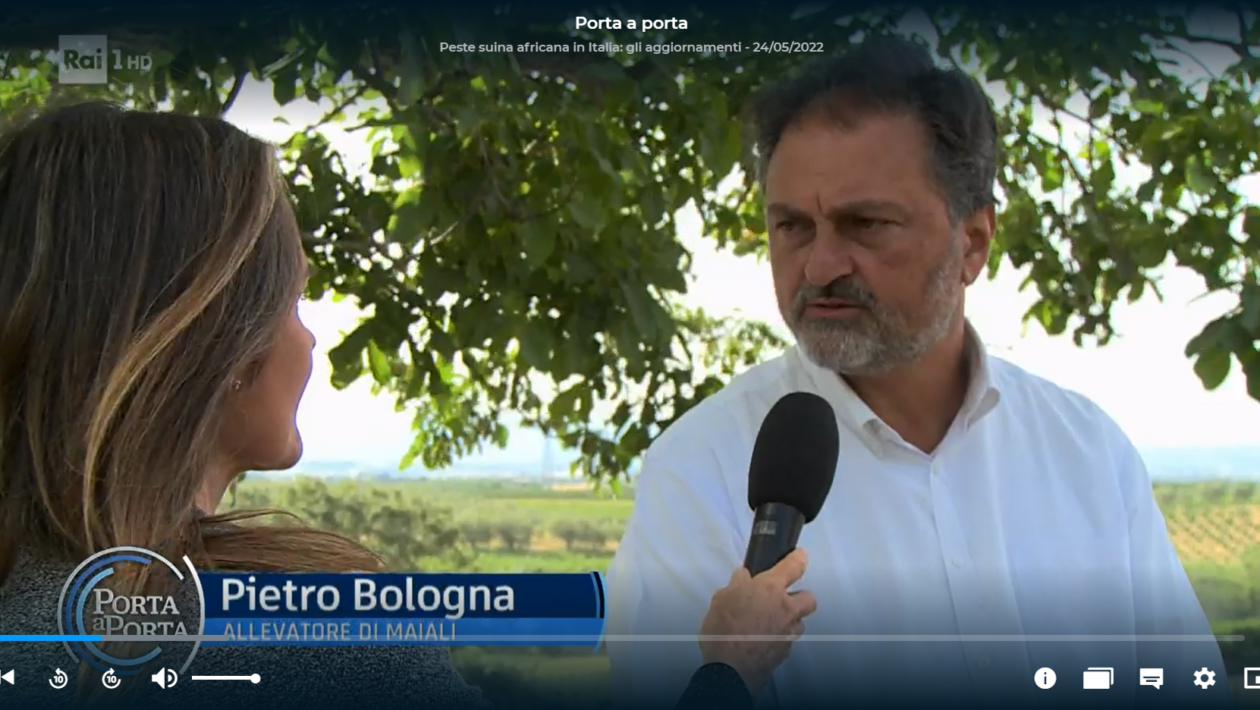 Montefiascone – Peste suina, allevamenti a rischio. L’intervento di Pietro Bologna a “Porta a Porta”