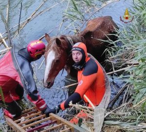 Roma: cavallo cade nell’Aniene, salvato dai Vigili del Fuoco