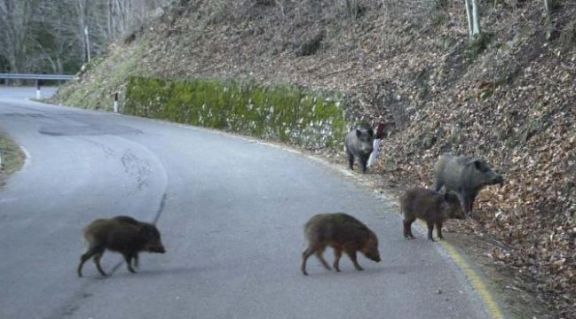 Frosinone – Cinghiali provocano quattro incidenti stradali in tre ore