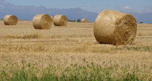 Cia Roma: Calo del 30 per cento dei foraggi, subito un incontro urgente con Regione e Consorzi Bonifica