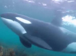 Francia, niente lieto fine alla “Free Willy” per l’orca entrata nella Senna: dopo due settimane nel fiume il cetaceo è morto