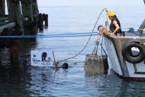 Ambiente, le piattaforme metanifere Eni rifugio per specie marine