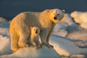 Gli orsi polari in Groenlandia alle prese con i cambiamenti climatici