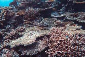 I coralli dei Caraibi perdono colore