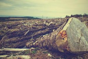Multinazionali, dall’ONU appello ad agire contro la deforestazione