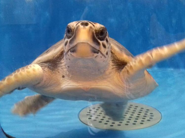 Tartarughe marine, l’allarme dell’Enpa: “Nelle ultime 24 ore trovati morti otto esemplari”